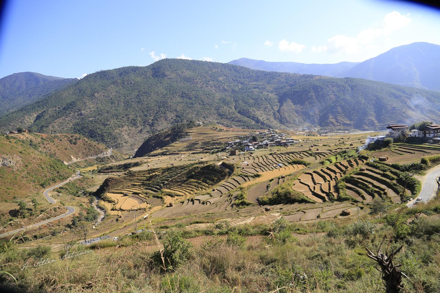 Rice Field, Near Dochhula Pass, Thimphu-Punakha, Bhutan Rice Field, Near Dochhula Pass, Thimphu-Punakha, Bhutan